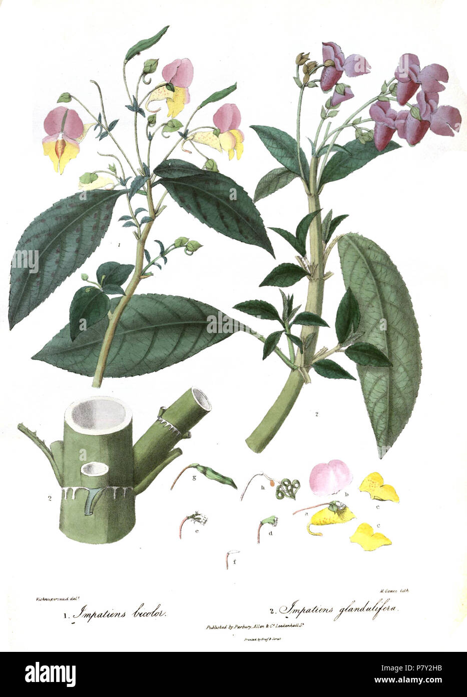 Impatiens glandulifera bicolor & I.. 1839 203 ImpatiensRoyle Stockfoto