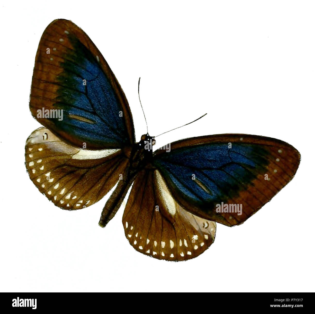 Isamia Brahma = Euploea midamus. 1890 205 IsamiaBrahma 50 2 Stockfoto