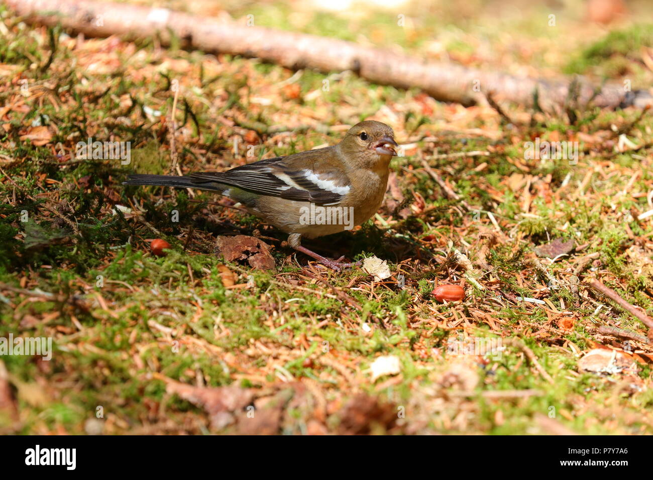 Eine weibliche Buchfink nimmt Erdnüsse auf den Boden geworfene für rote Eichhörnchen an Snaizeholme in den Yorkshire Dales National Park Stockfoto
