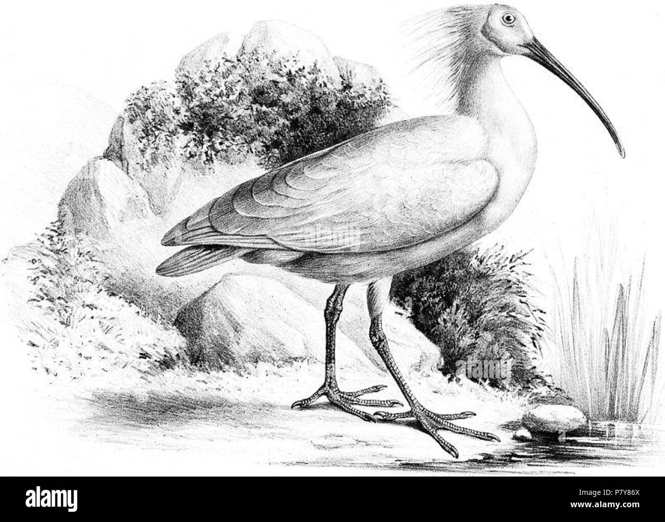 202 Ibis Nippon, 1877 Stockfoto