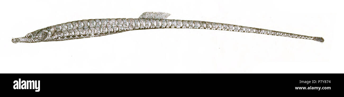 Die Namen der Arten/Identität notwendig Überprüfung - ursprünglichen Namen von der Platte sind hier enthalten. Die ursprüngliche Platten zeigten die Fische nach rechts und hier gedreht wurden. Ichthyocampus carce. 1878 202 Ichthyocampus carce Achilles 174 Stockfoto