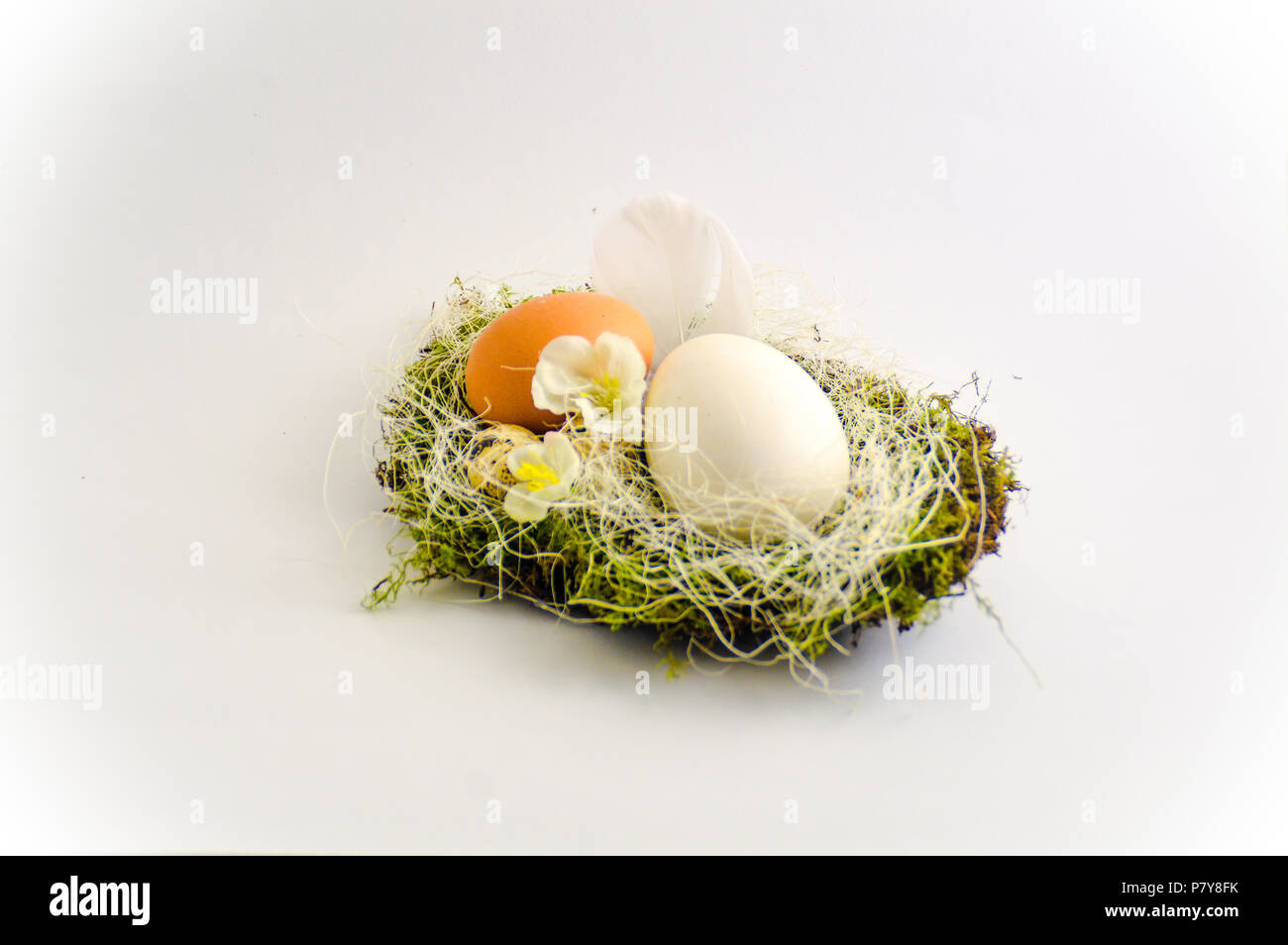Schönes Nest mit zwei Eiern auf weißem Hintergrund zeigt das Symbol von Frühling, Ostern, Wachstum und Wiedergeburt Stockfoto