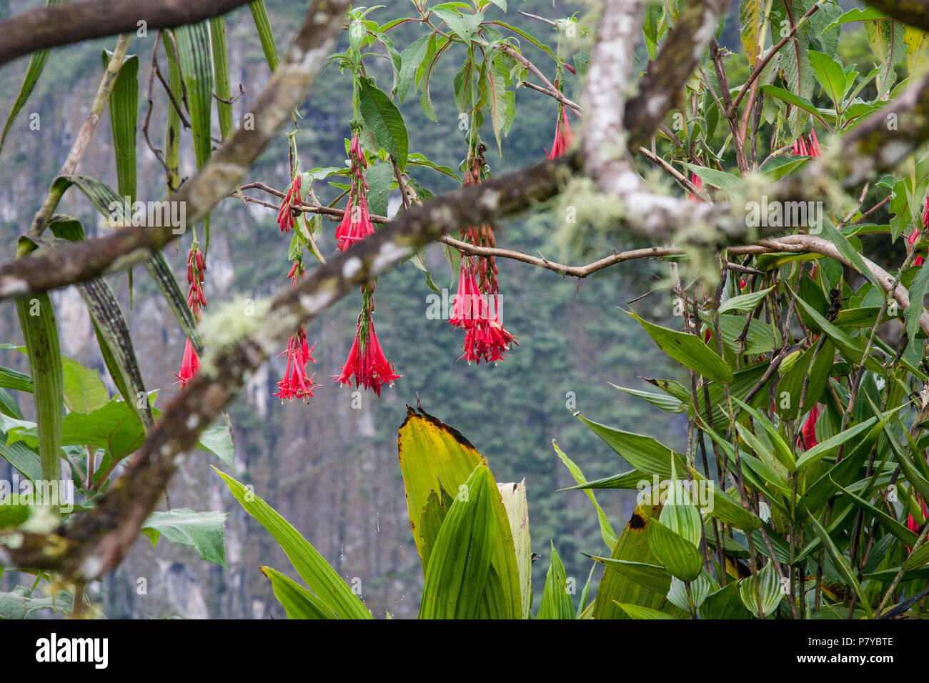 Fuchsia boliviana Blume auf dem Inka Trail nach Machu Picchu in Peru. Stockfoto
