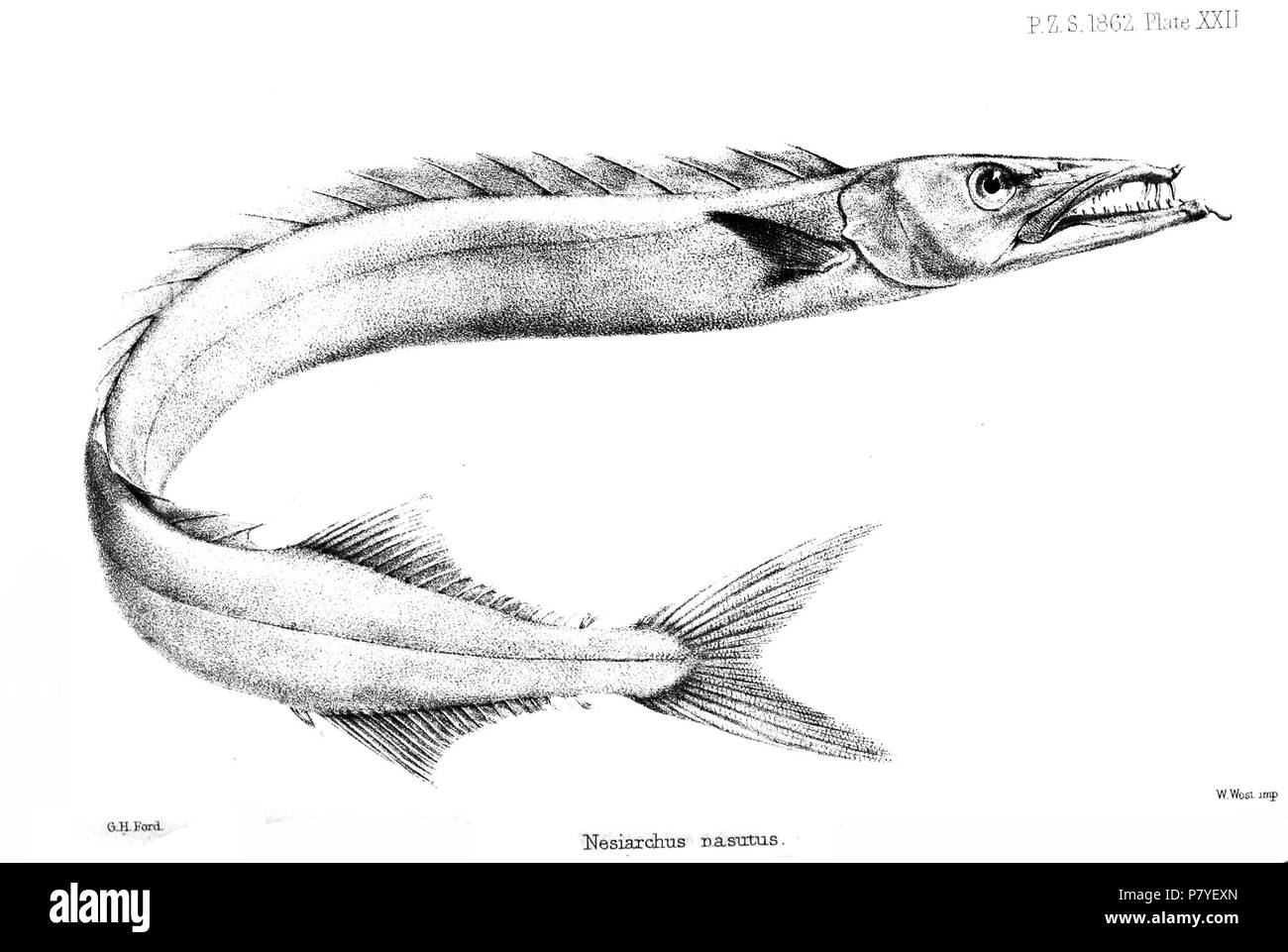 Nesiarchus nasutus=Nesiarchus nasutus Johnson, 1862 Englisch: Schwarz Gemfish. 1862 (veröffentlicht 1863) 285 NesiarchusNasutusFord Stockfoto