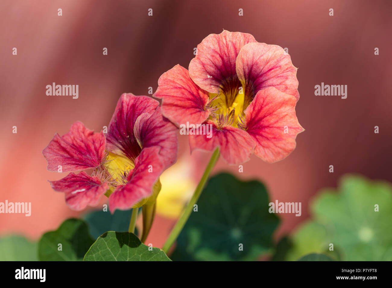 'Ladybird Rose' mehr Inder - Kresse, Buskkrasse (Tropaeolum majus) Stockfoto