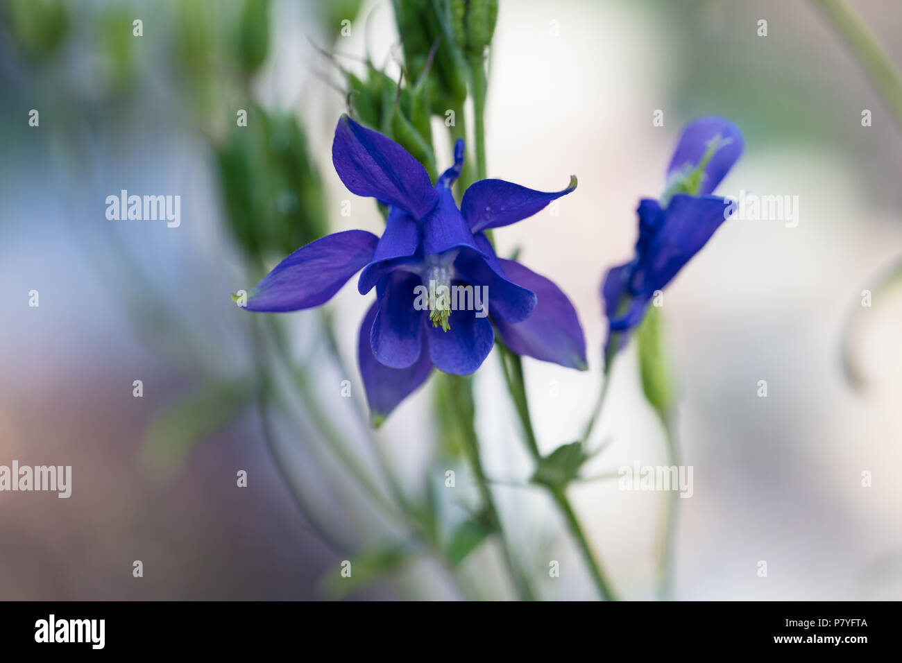 Alpine Columbine, Alpakleja (Aquilegia alpina) Stockfoto