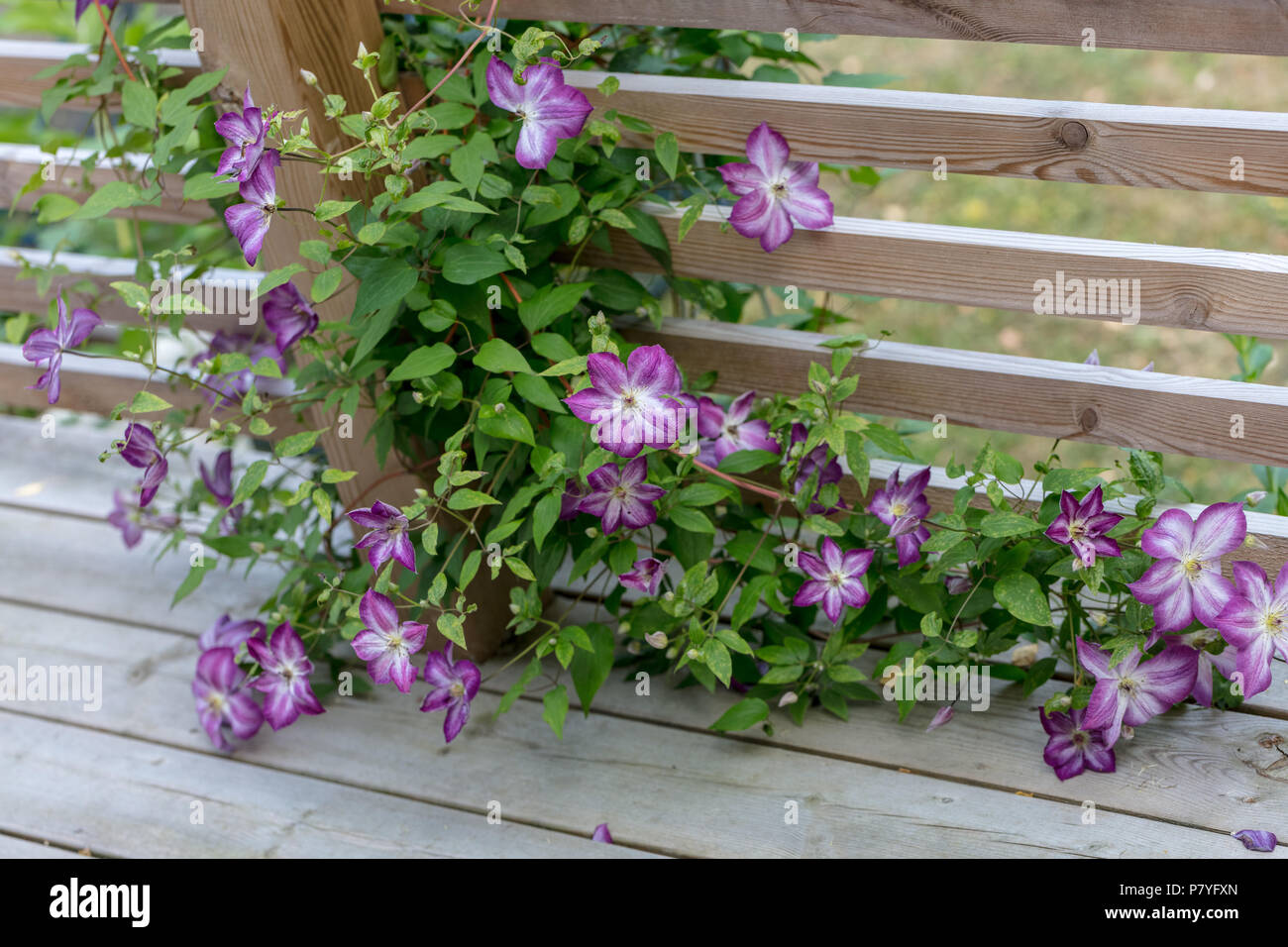 ' Pernille 'Purple Clematis, Waldrebe, klematis Clematis Comtesse de Bouchaud (Italiensk) Stockfoto