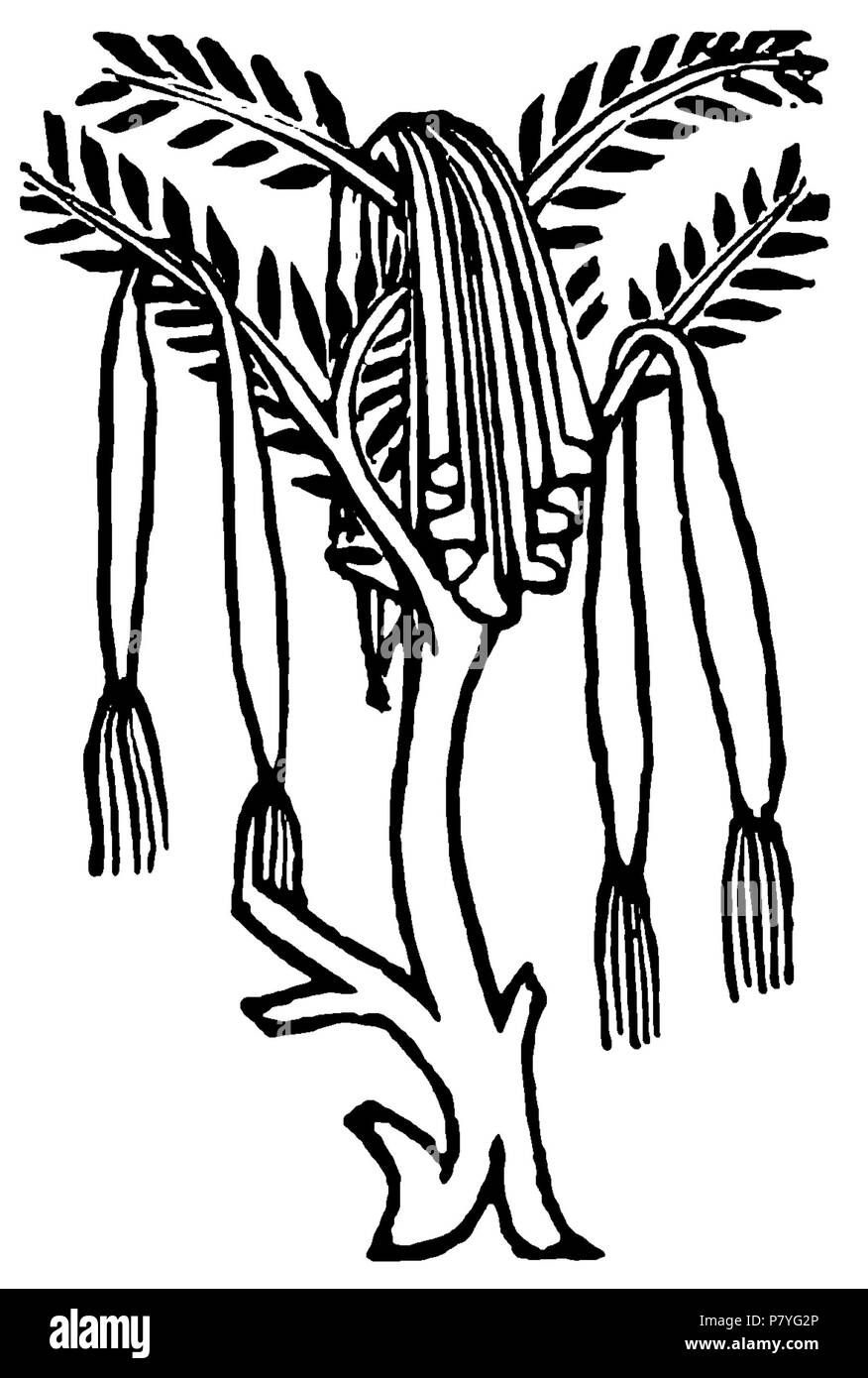 292 Odi di Pindaro (Romagnoli) II -0194 Stockfoto