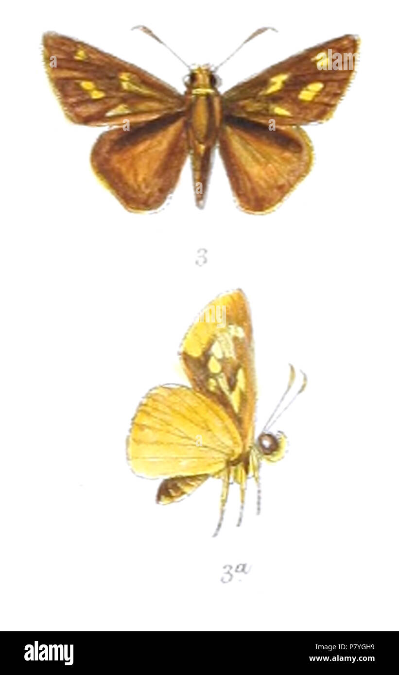 294 OnreizaMeiktila 823 3 Ritter Stockfoto