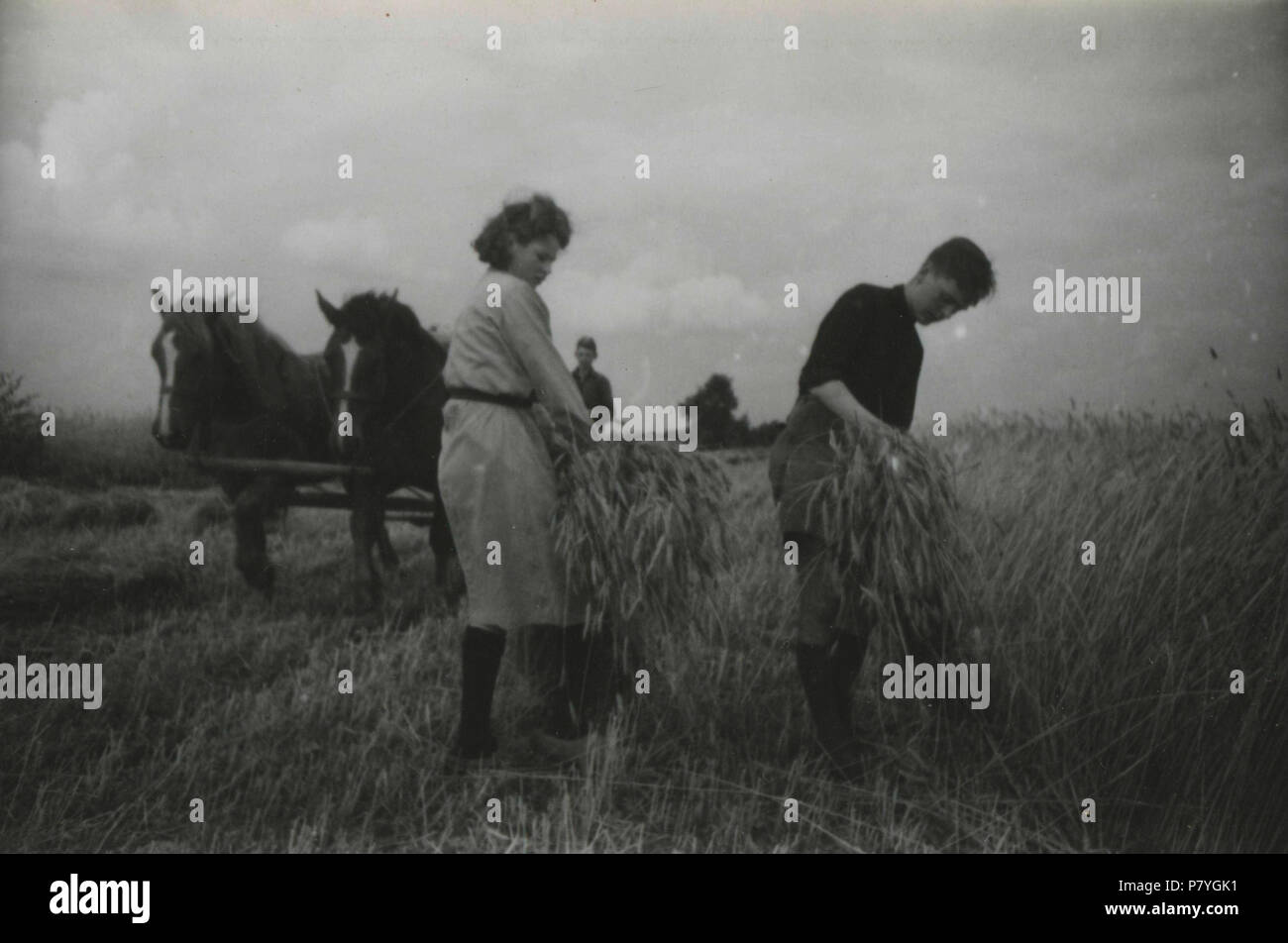 . Oogsthulp in Atenas. Nederlands: Oogsthulp in Atenas, Drenthe, Tür registrierte van het Studentenfront. Het kamp duurde van 6 t/m 16 Augustus 1942. Alleen des Morgens werd geoogst. Deze foto ist afkomstig uit het Archief van de Fotodienst der NSB. 14. August 1942 294 Oogsthulp in Atenas - Fotodienst der NSB-Niod-211547 Stockfoto