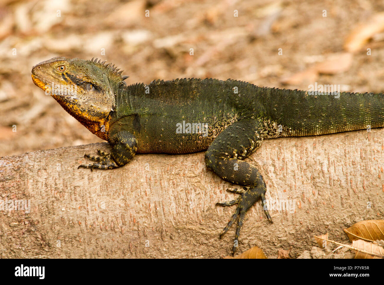 Australian Eastern Water Dragon, Itellegama lesueurii mit ornage Flecken auf Gesicht, auf exponierten Tree root am See im City Park Stockfoto