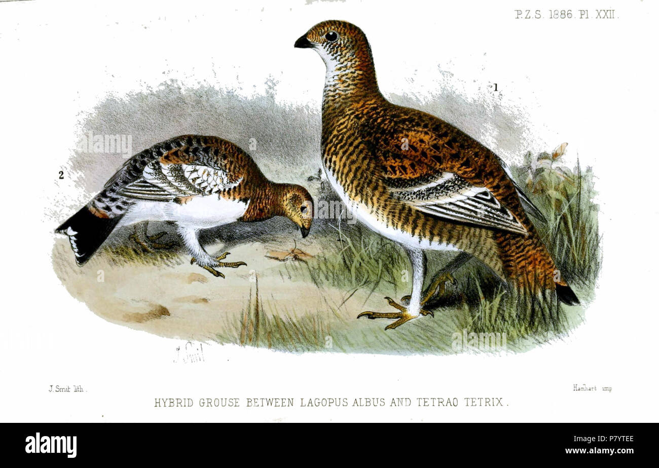Diese Abbildung aus dem Jahr 1886 zeigt junge männliche Eurasische Schwarzhühner (Tetrao tetrix) und Weidenhühner (Lagopus lagopus) während ihrer Herbstmaulung und gibt Einblicke in die Vogelidentifikation und ihre jahreszeitlichen Veränderungen des Gefieders. Stockfoto