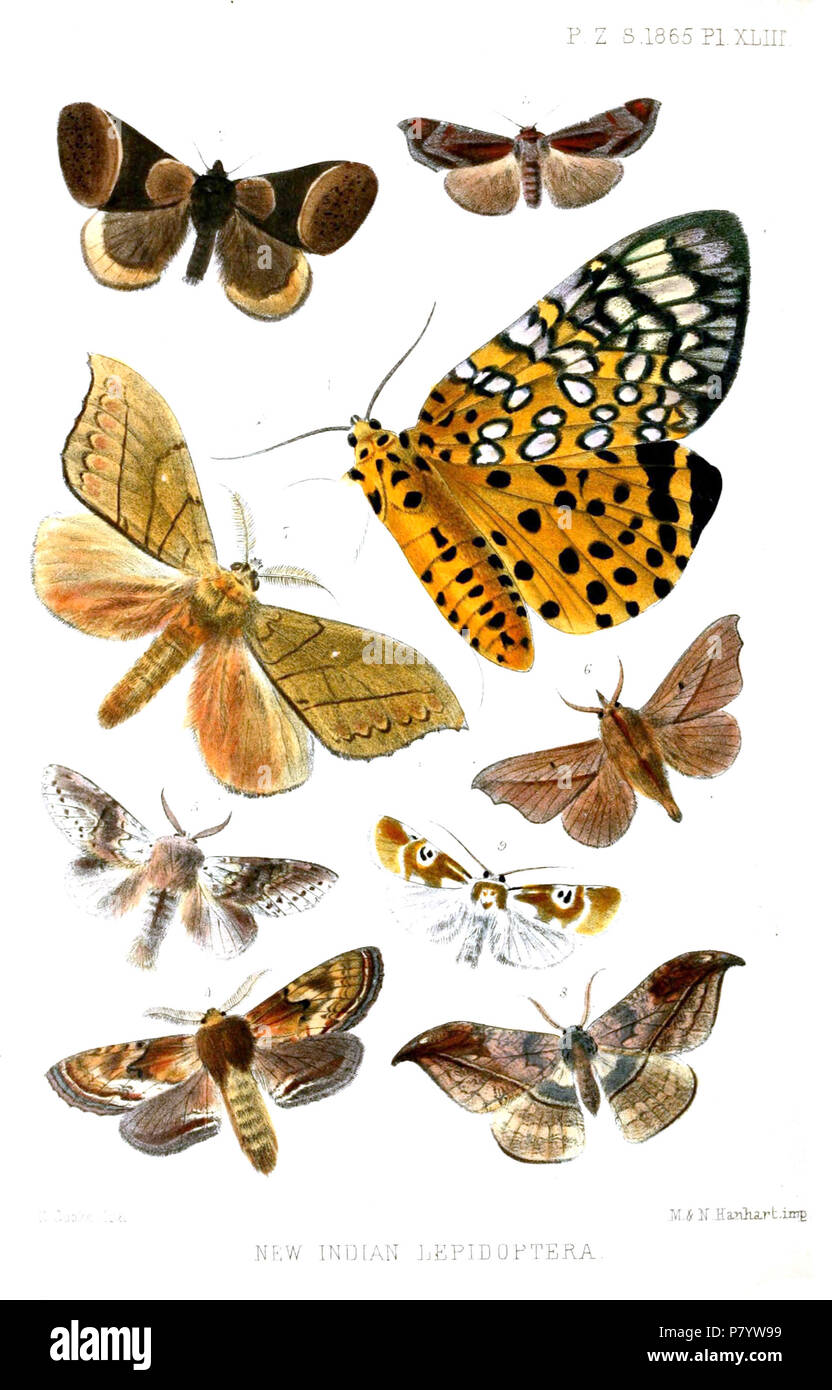 Grotea elegans = Sebastia argus (Walker, 1862), Heracula discivitta=Heracula discivitta Moore, [1866] Paravetta discinota = Sacada discinota (Moore, [1866]), Anodonta Hupodonta pulcherrima Pulcherrima = (Moore, [1866]), Stauropus sikkimensis=Stauropus sikkimensis sikkimensis Moore, [1866], Bharetta cinnamomea=Bharetta cinnamomea Moore, [1866], = Gangarides Gangarides dharma dharma Moore, [1866], Drepana duplexa=Canucha duplexa duplexa (Moore, [1866]), Bizone divakara=Cyana divakara (Moore, [1866]), Deutsch: "Neue indische Lepidoptera". 1865 (veröffentlicht 1866) 244 Lepidoptera 5 Cook Stockfoto
