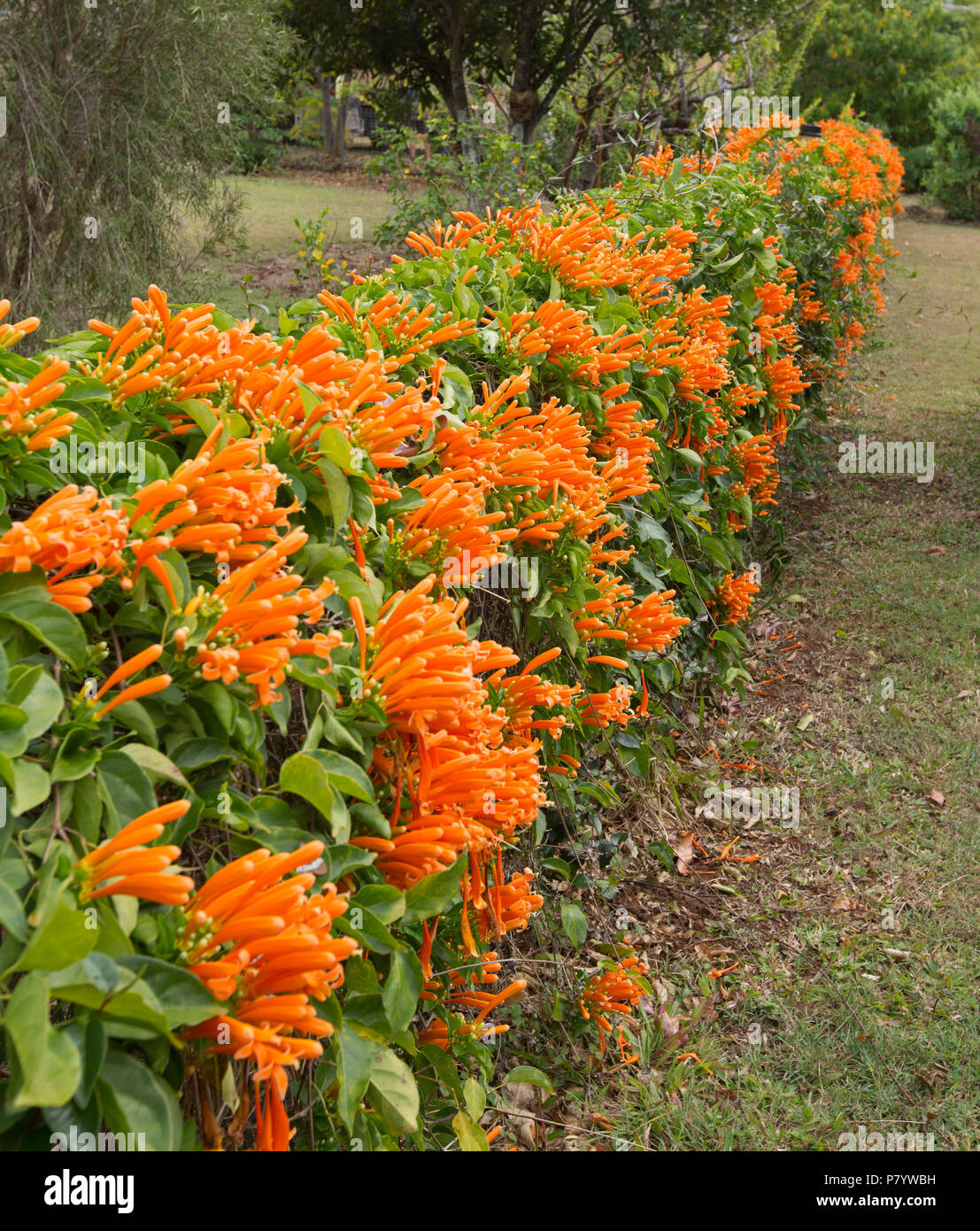 Pyrostegia venusta, Golden Glory Rebe, mit der Massenproduktion von lebendigen Golden orange Blumen und grünes Laub mit niedrigen Zaun der Garten in Qld Australien Stockfoto