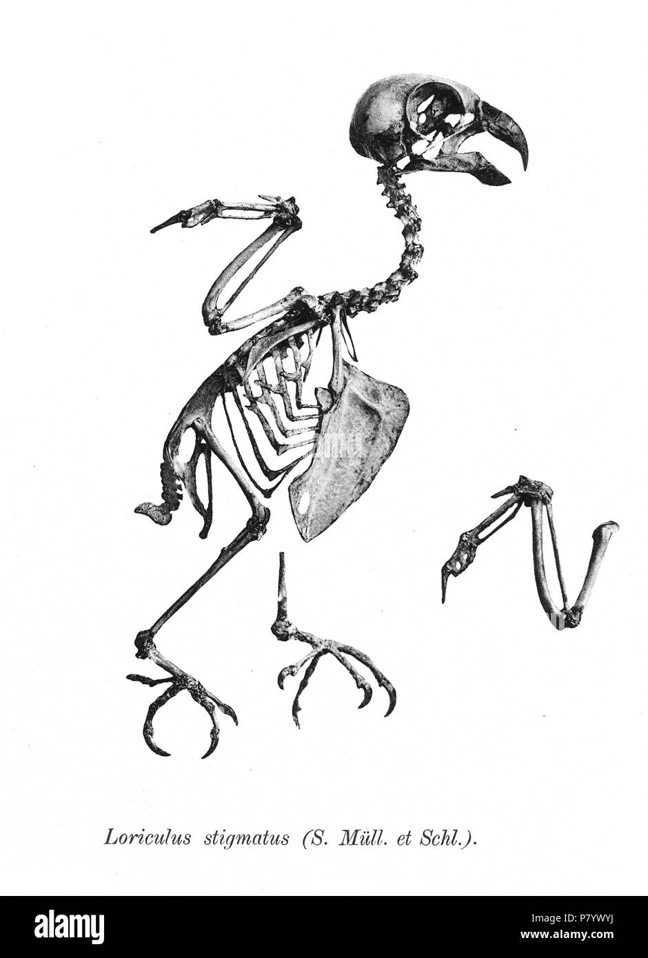 Vogel Skelette. Beachten Sie, dass die aktuellen wissenschaftlichen Namen müssen geprüft werden. Loriculus stigmatus. 1897 249 Loriculus stigmatus 170 Stockfoto