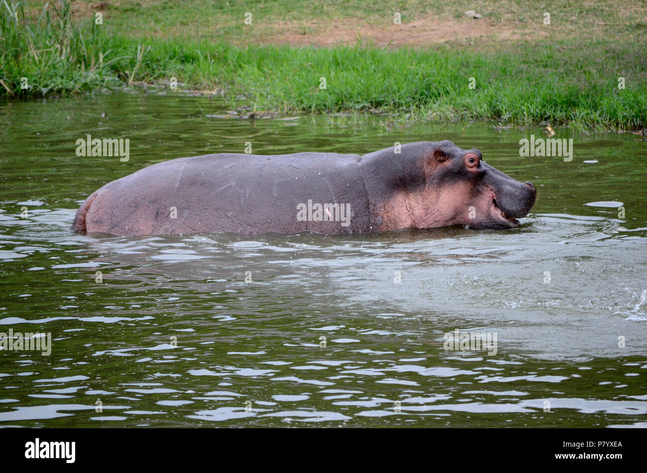 Hippo, Hippopotamus amphibius zu Fuß aus Wasser in Richtung Land, Seitenansicht, Queen Elizabeth National Park, Uganda, Ostafrika Stockfoto
