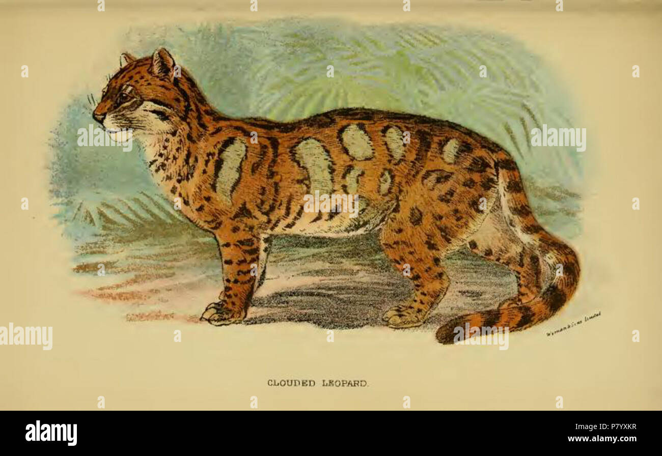 Nebelparder/Felis Nebulosa. 1896 252 Lydekker - Nebelparder Stockfoto