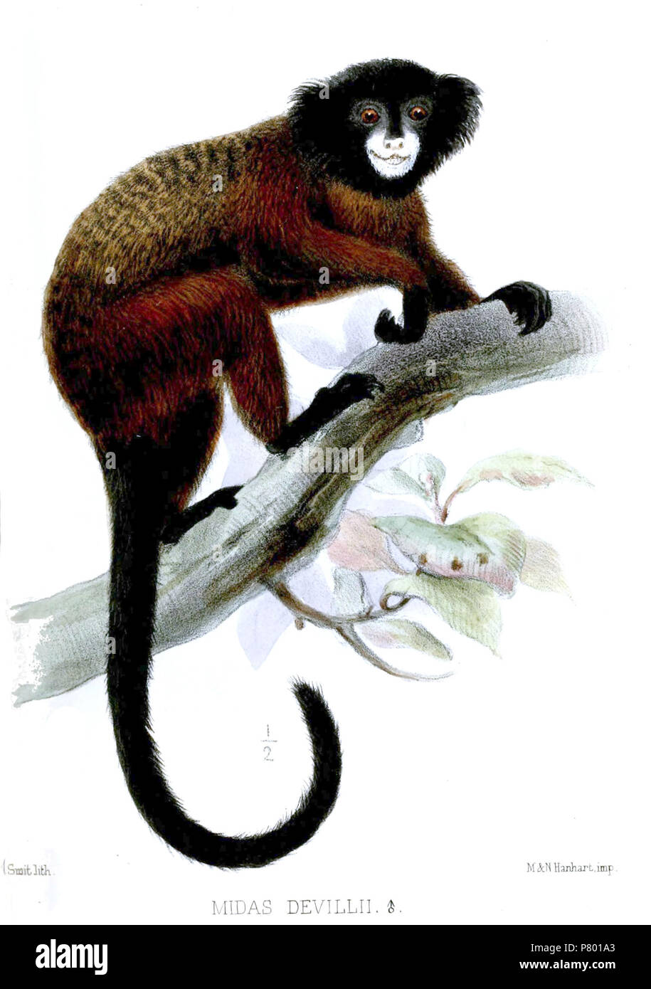 Midas devillii = Saguinus fuscicollis illigeri. 1871 267 MidasDevilliiSmit Stockfoto