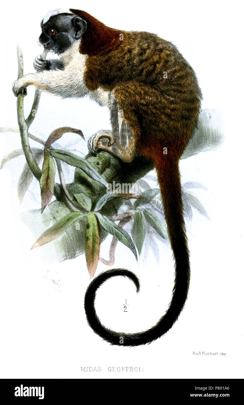 Midas geoffroii = Saguinus geoffroyi. 1871 267 MidasGeoffroiiSmit Stockfoto