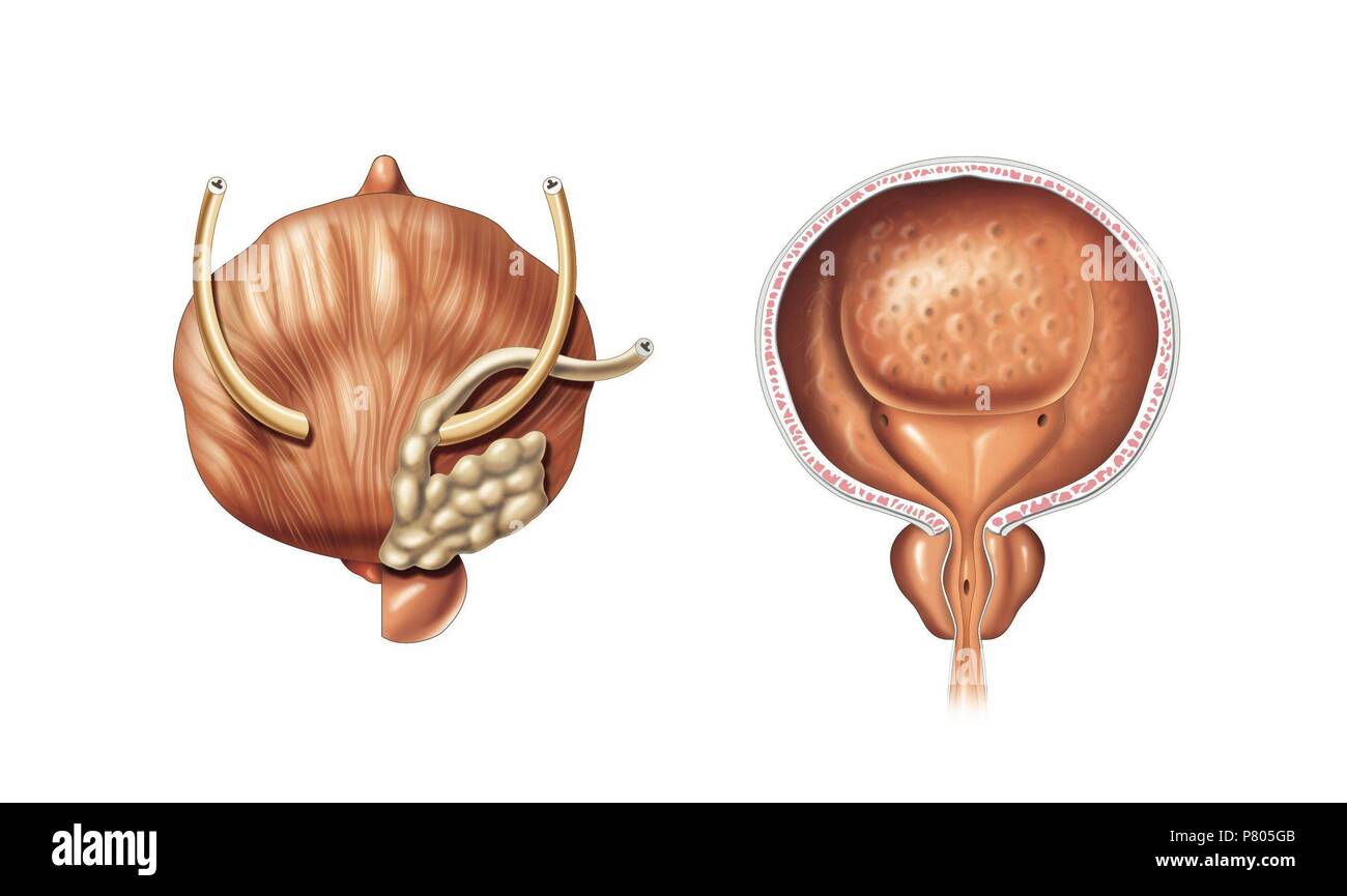 Männlichen Harnblase. Stockfoto