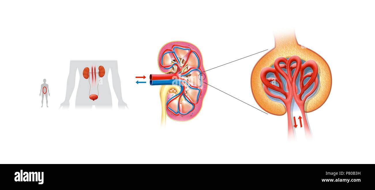 Schema der Harnwege. Stockfoto