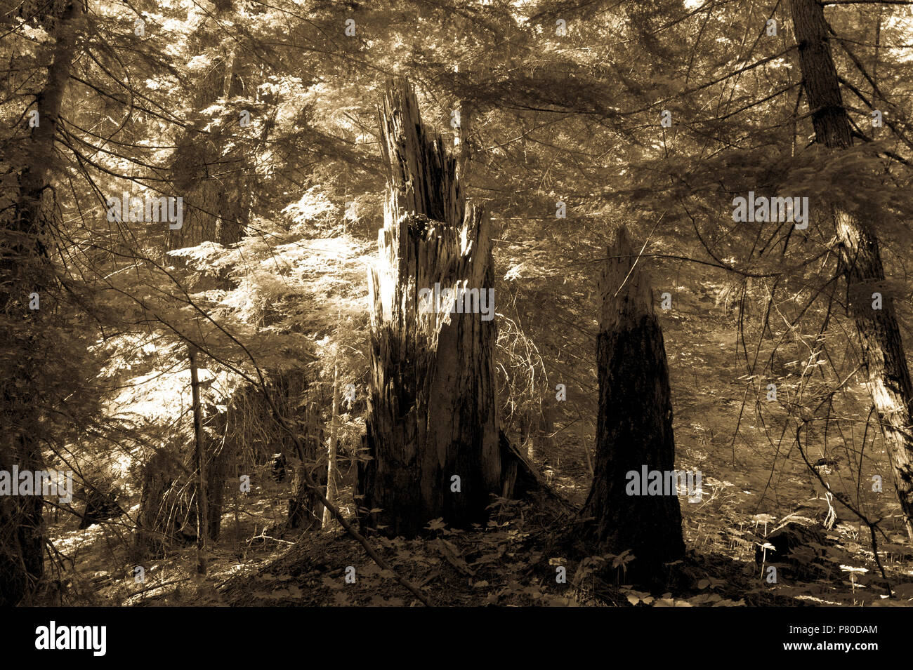 Wald in der Nähe von Mount Rainier's Box Canyon Stockfoto