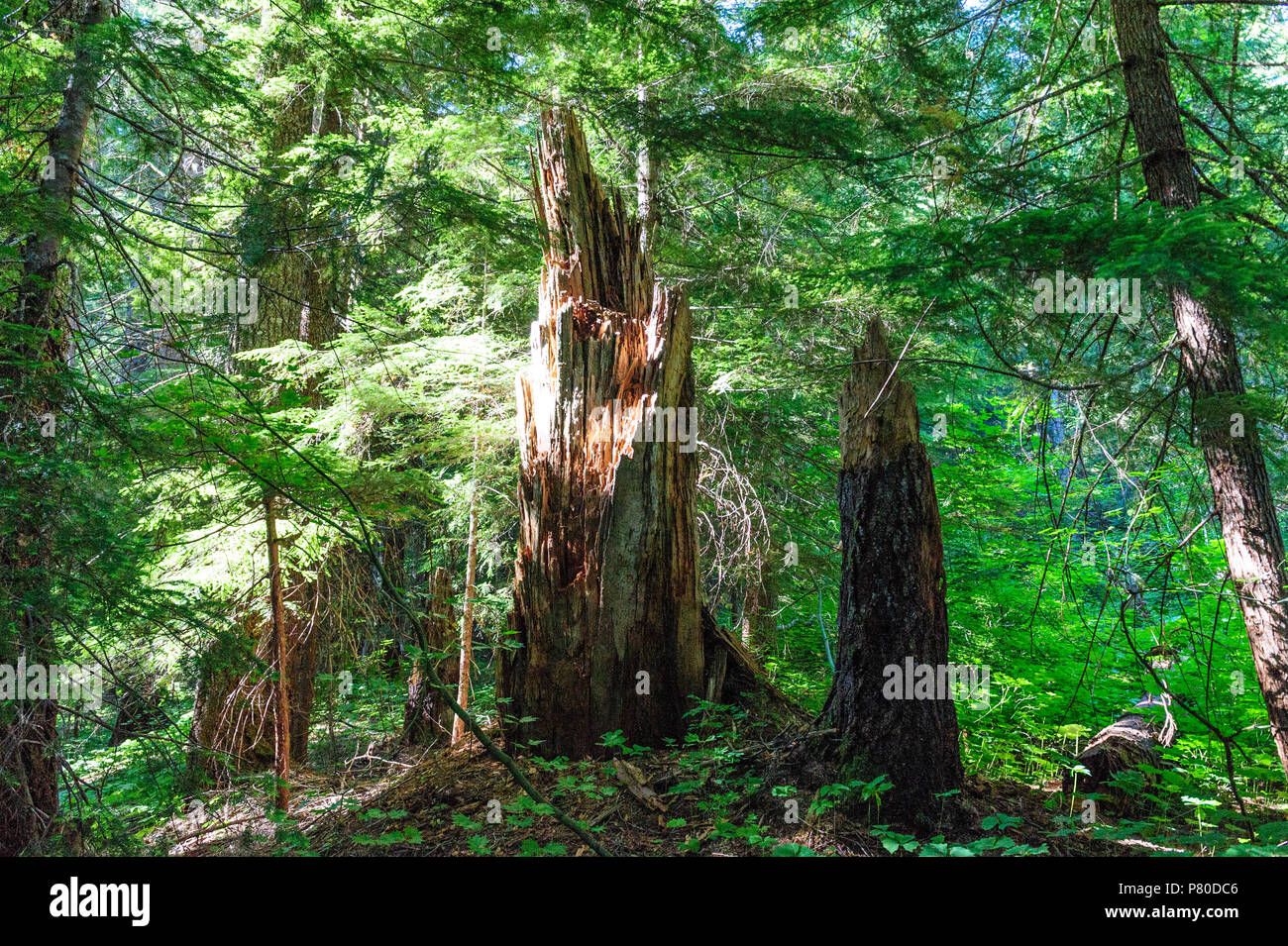 Wald in der Nähe von Mount Rainier's Box Canyon Stockfoto