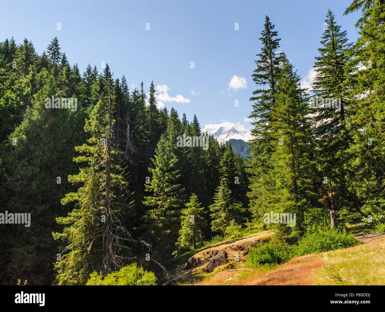 Wald in der Nähe von Mount Rainier's Box Canyon Stockfoto