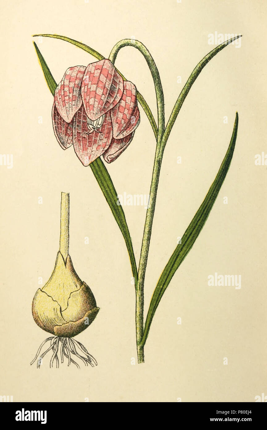 Englisch: Bild 8 Der Plantenschat 1898. Nederlands: afb. 8 uit Plantenschat 1898. 1898 315 Plantenschat 1898-026-8-Kievitsbloem-Fritillaria meleagris Stockfoto