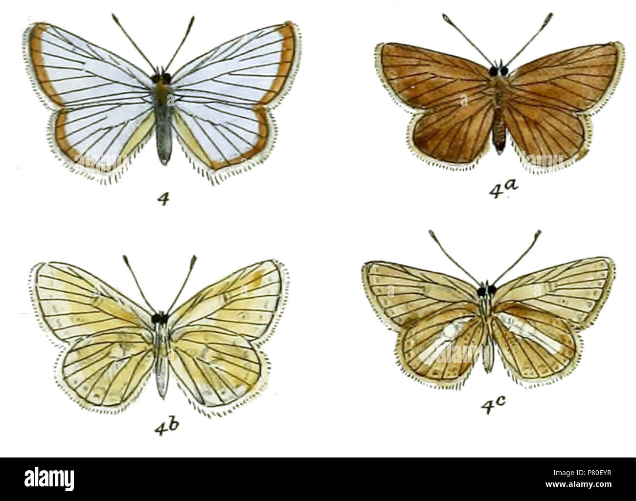317 PolyommatusStoliczkanaFitch Stockfoto