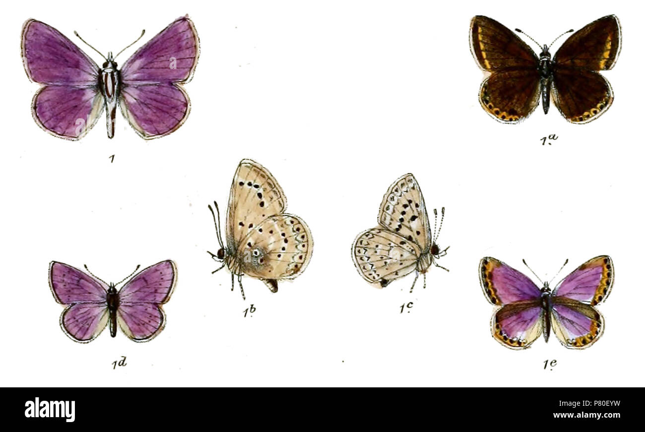 317 PolyommatusYarkundensisKnight Stockfoto