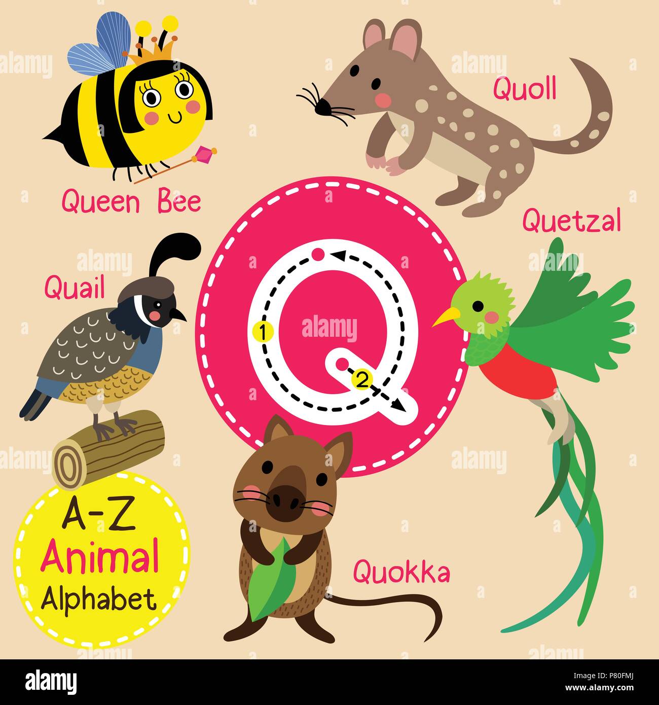 Cute Zoo für Kinder alphabet Q schreiben Tracing von funny animal Cartoon für Kinder Englisch Vokabeln lernen Stock Vektor
