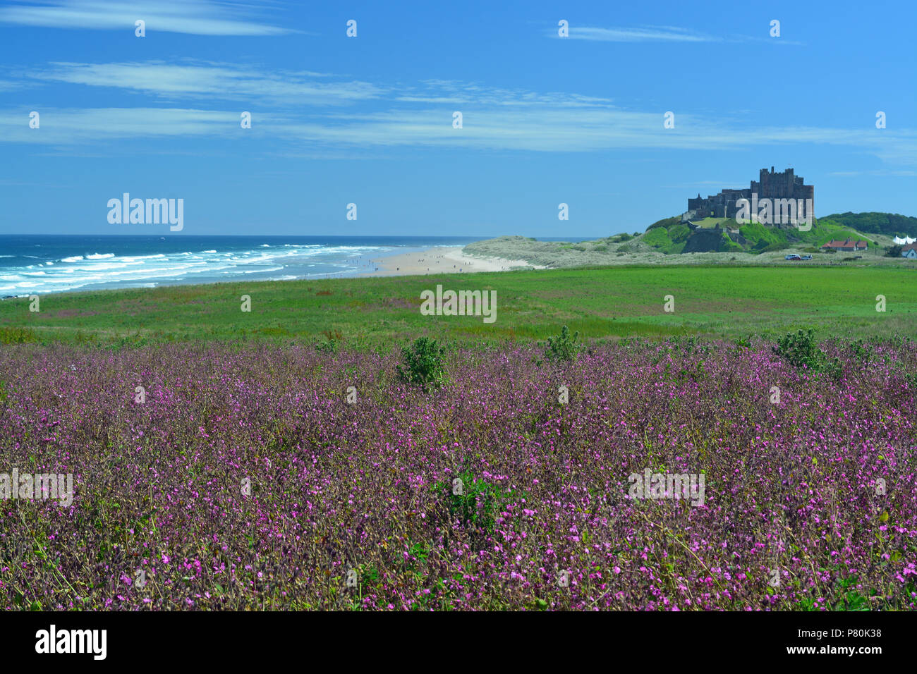 Bamburgh Castle mit Red Campion Stockfoto