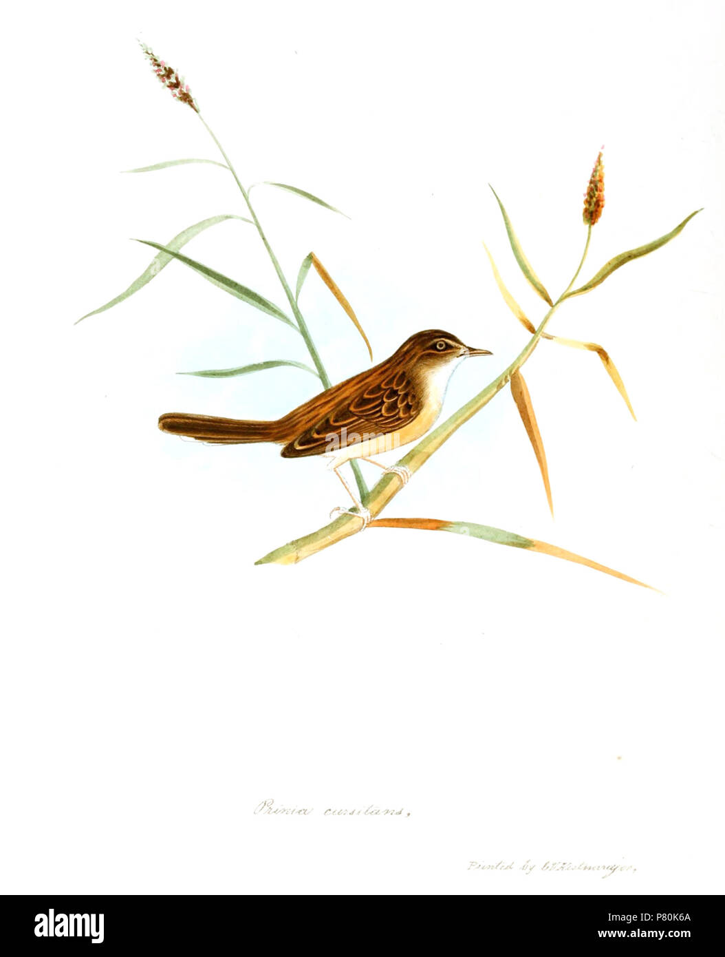 Cursitans Prinia = Cisticola juncidis cursitans [1]. 1847 321 PriniaCursitansJerdon Stockfoto