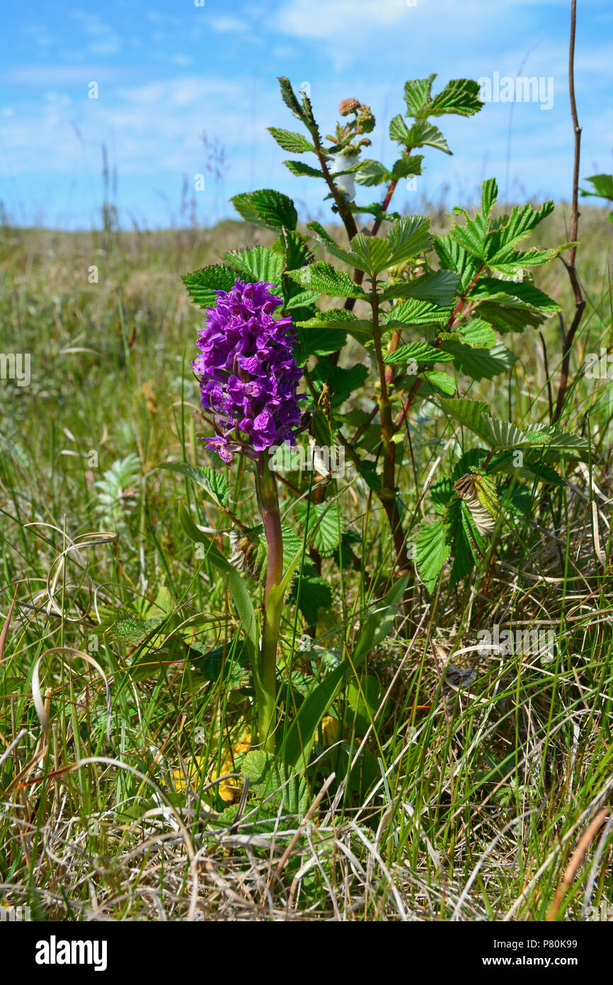 Northern Marsh Orchidee auf Holy Island Stockfoto