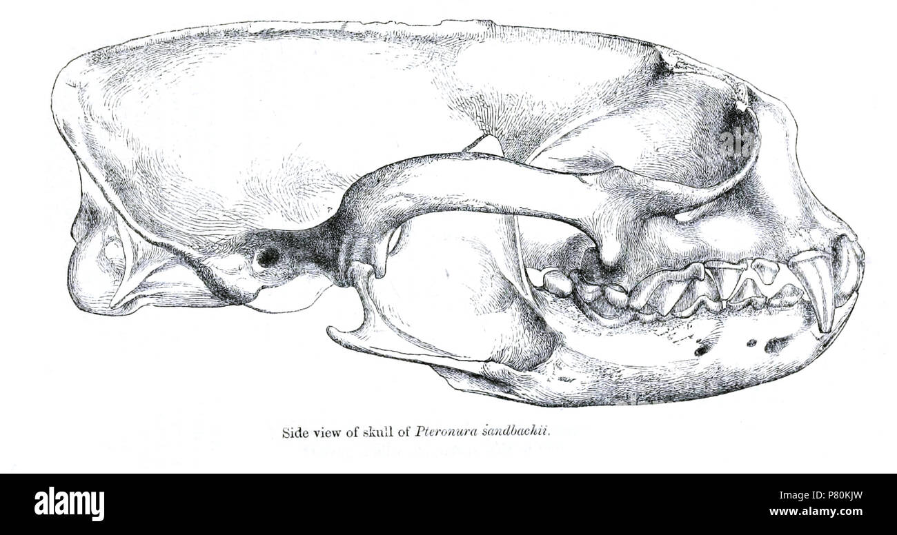Sandbachii=Pteronura brasiliensis Pteronura brasiliensis (Gmelin, 1788) Englisch: Riesenotter, Schädel von lateral. 1868 (veröffentlicht 1869) 323 Pteronurasandbachiiskull Stockfoto
