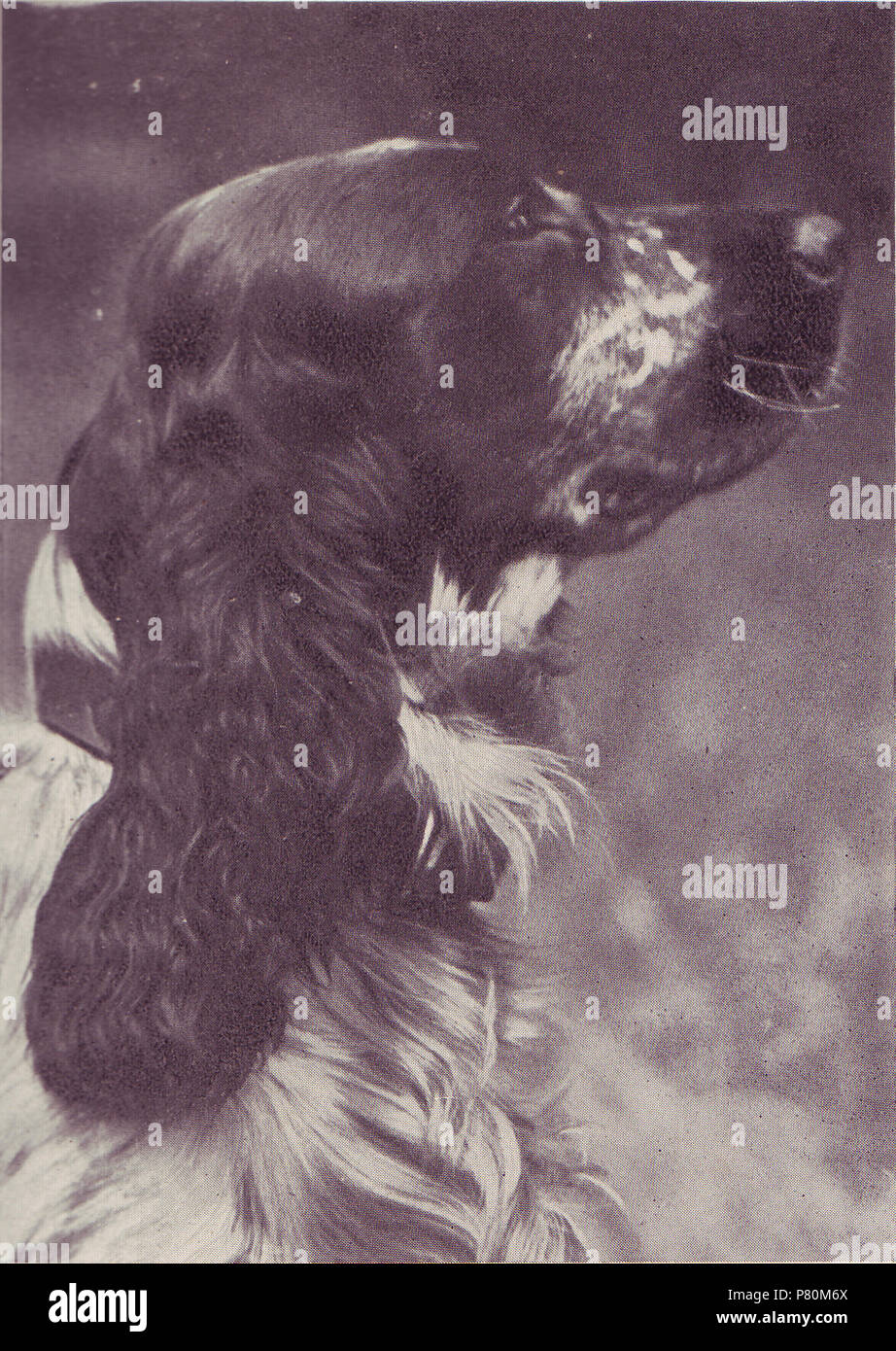 Englisch: Raq, aus dem Frontispiz, mit Roma wieder, von George Bramwell Evens, alias "Roma der BBC" (1938, Universität London drücken). Foto: Thema. Raq wurde Roma./das Thema Hund, ein englischer Cocker Spaniel. Vor 1939 326 Raq-Out mit Roma wieder - frontispiz Stockfoto