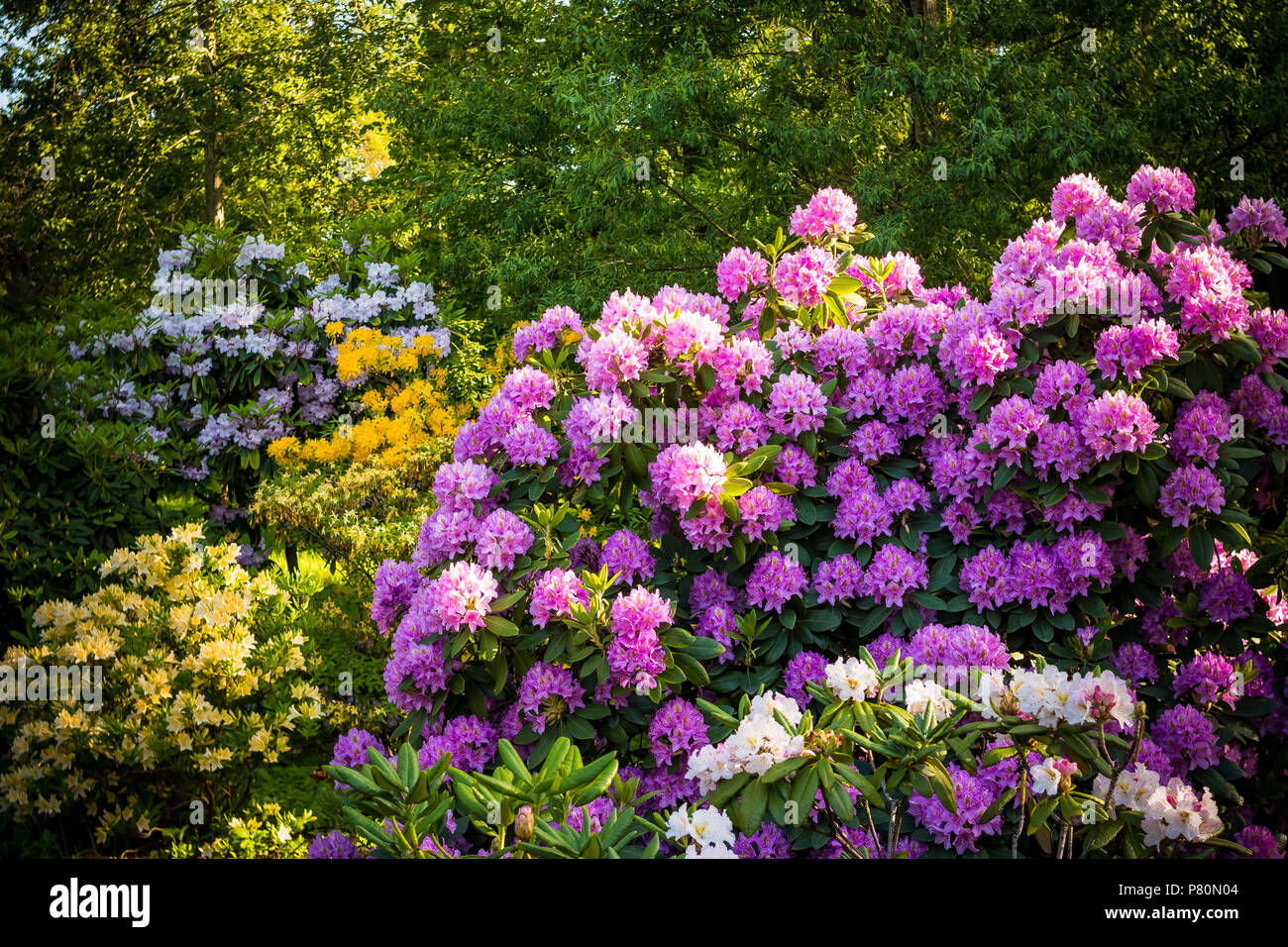 Rhododendron Pflanzen in voller Blte mit Blumen in verschiedenen Farben.  Azalea Gebsch im Park mit verschiedenen Bltenfarben. Rhododendron  Pflanzen in voller Blte Stockfotografie - Alamy