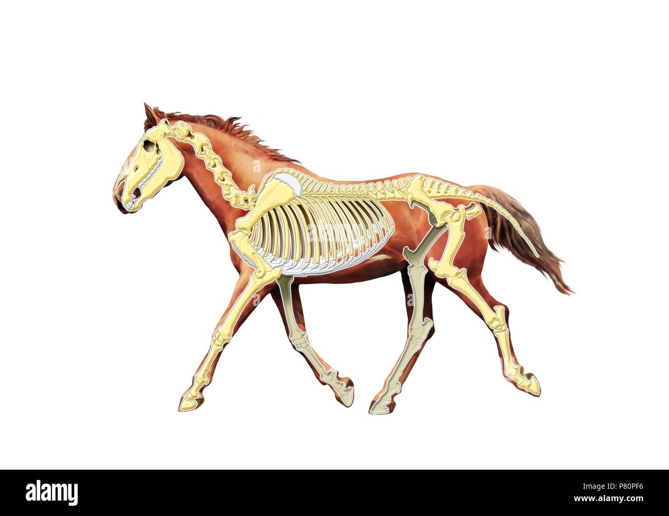Skelett Pferd. Stockfoto