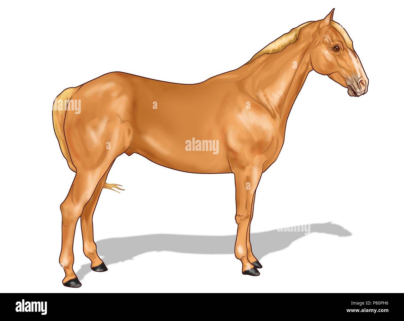 Pferd. Stockfoto