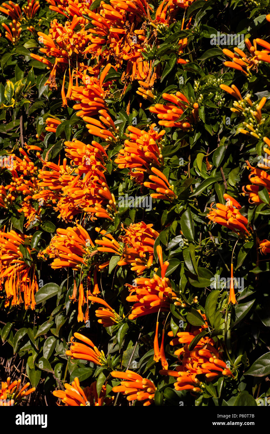 Eine Wand der hellen orange Blumen 2 Stockfoto