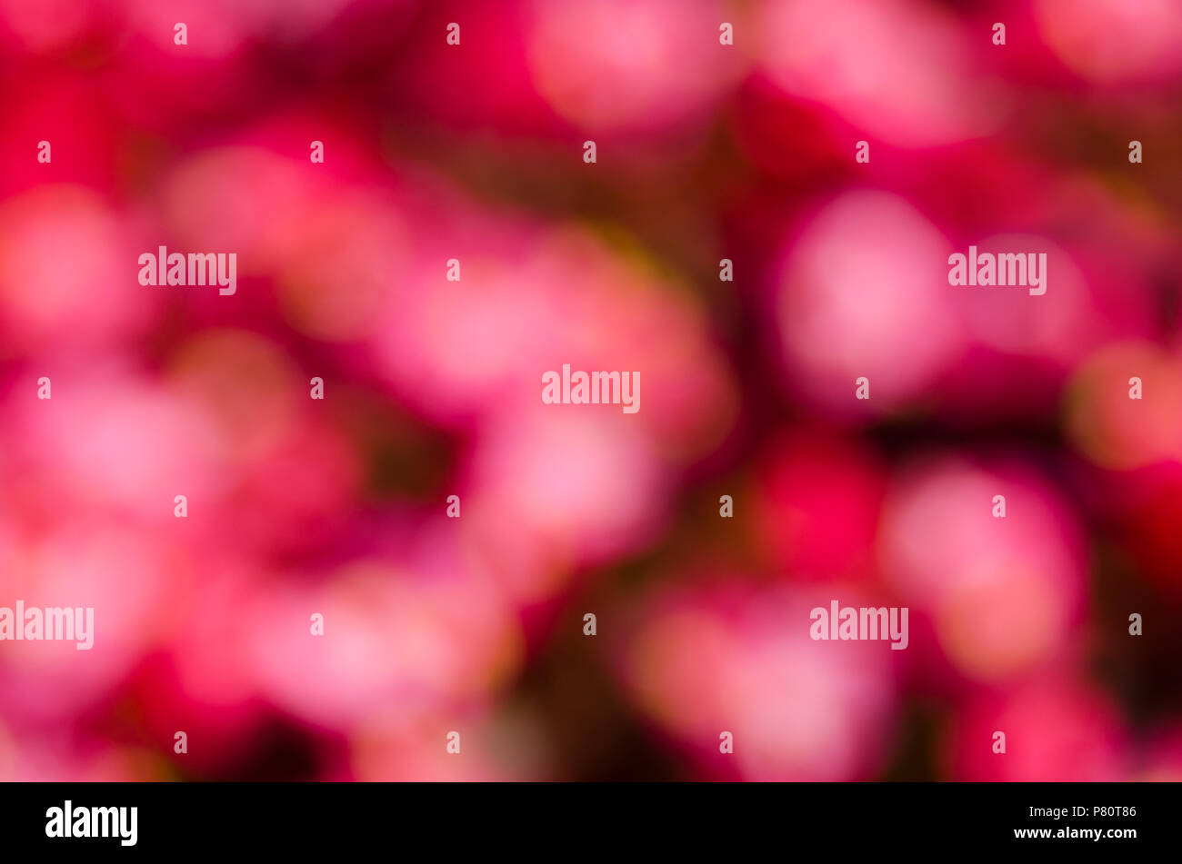 Bokeh rote Blumen Hintergrund. Unscharfe Textur hautnah. Stockfoto