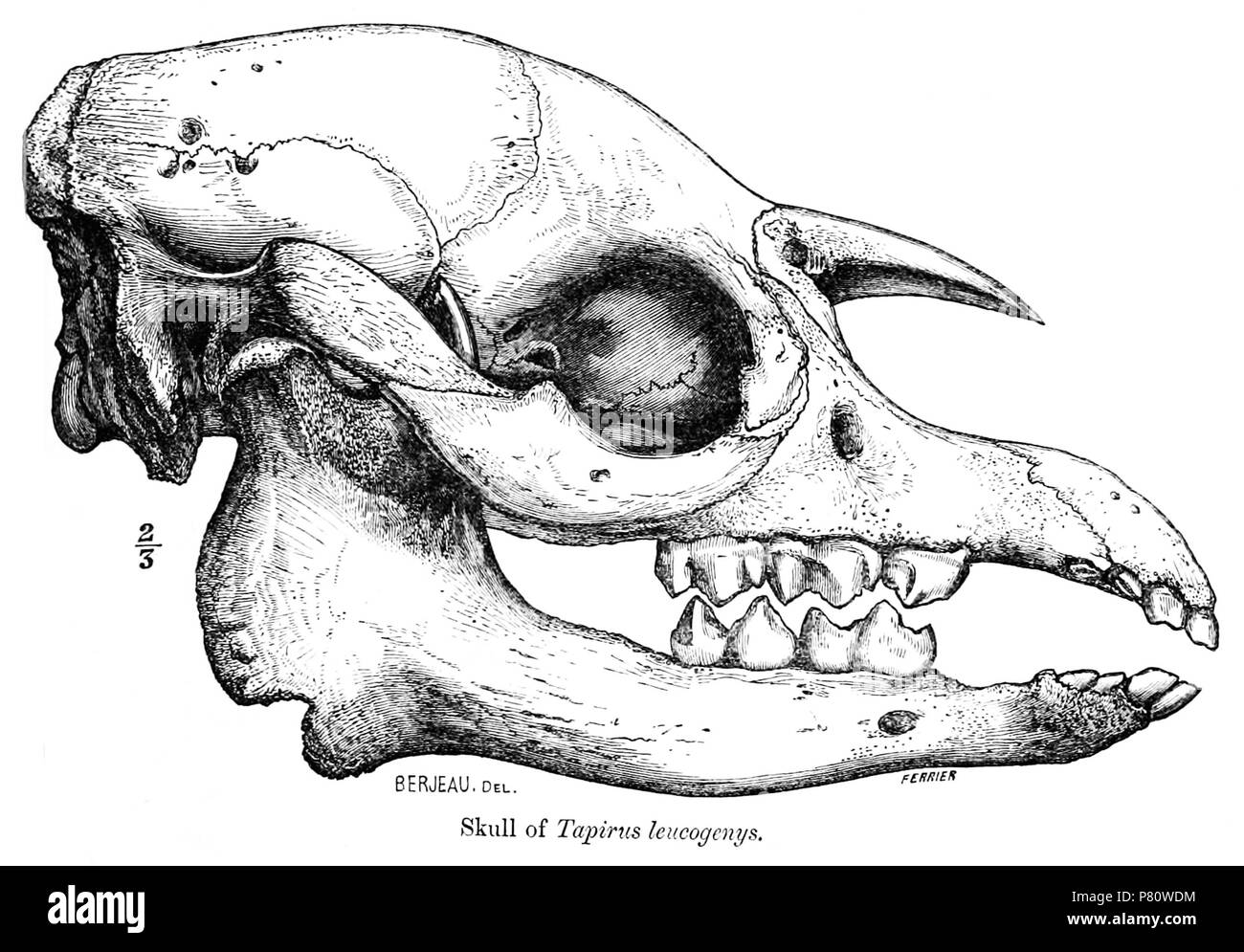 Tapirus leucogenys = Tapirus pinchaque (Roulin, 1829) Englisch: Mountain Tapir skull von lateral. 1872 (veröffentlicht 1873) 363 TapirusSkull Stockfoto