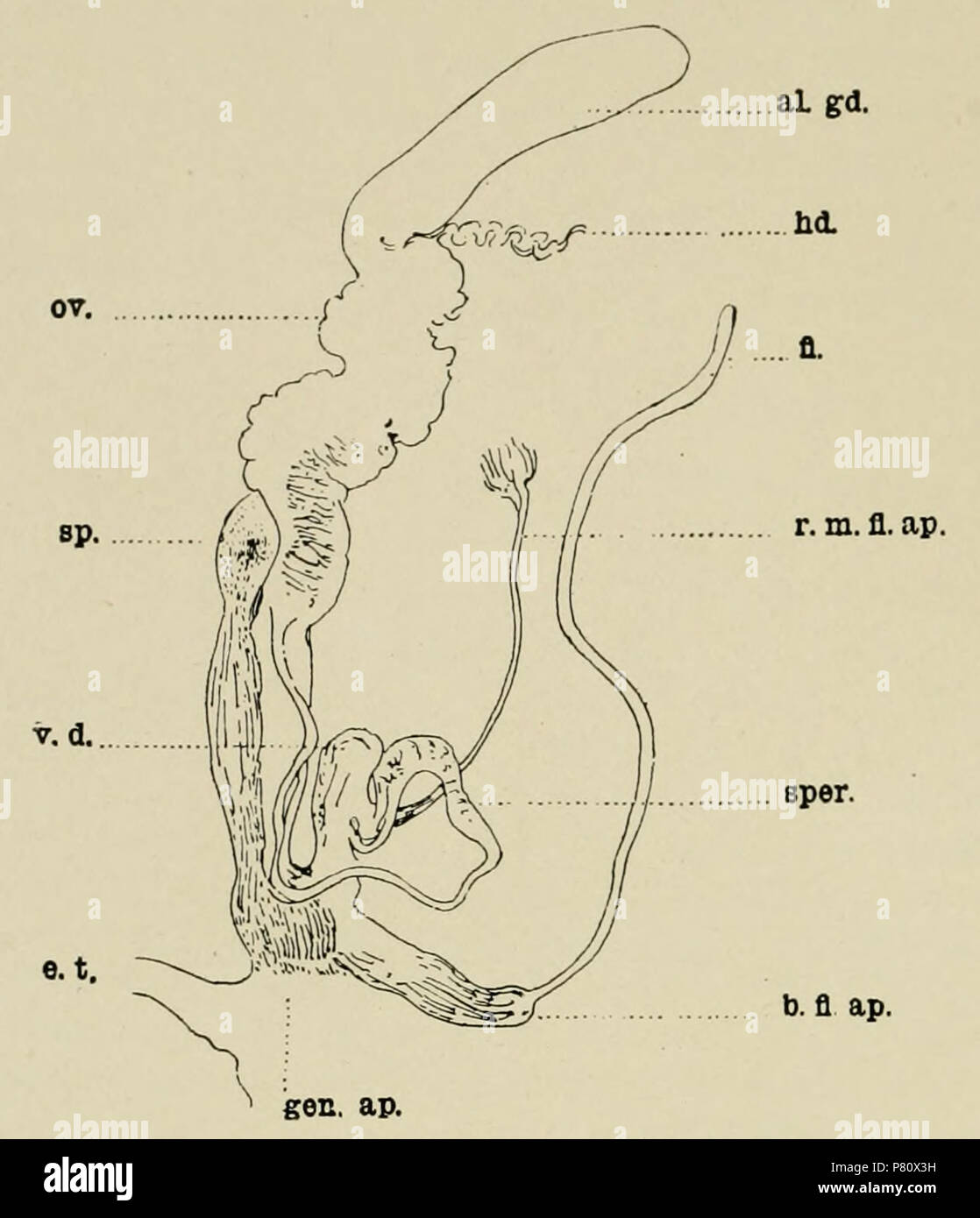 . Englisch: Genitalien (Buliminus socotorensis Achatinelloides). Englisch: Eine Abbildung der Genitalien (Buliminus socotorensis Achatinelloides), von der natürlichen Geschichte der Sokotra und Abd-el-Kuri. Der Schlüssel lautet: Hd., hermaphroditen Kanals; u.a. Gd., eiweißstoff Drüse; ov., Eileiter; sp., spermatheca; fl., flagellum; v. d., Vas deferens; Sper., spermatophore; b. Fl. ap., Ride Anlage; r. m. Fl. ap., Gurtaufroller msucle von Ride Anlage; gen.ap., generative aperature; e. t., Auge Tentakel. 1903 170 Genitalien (Buliminus socotorensis Achatinelloides) Stockfoto