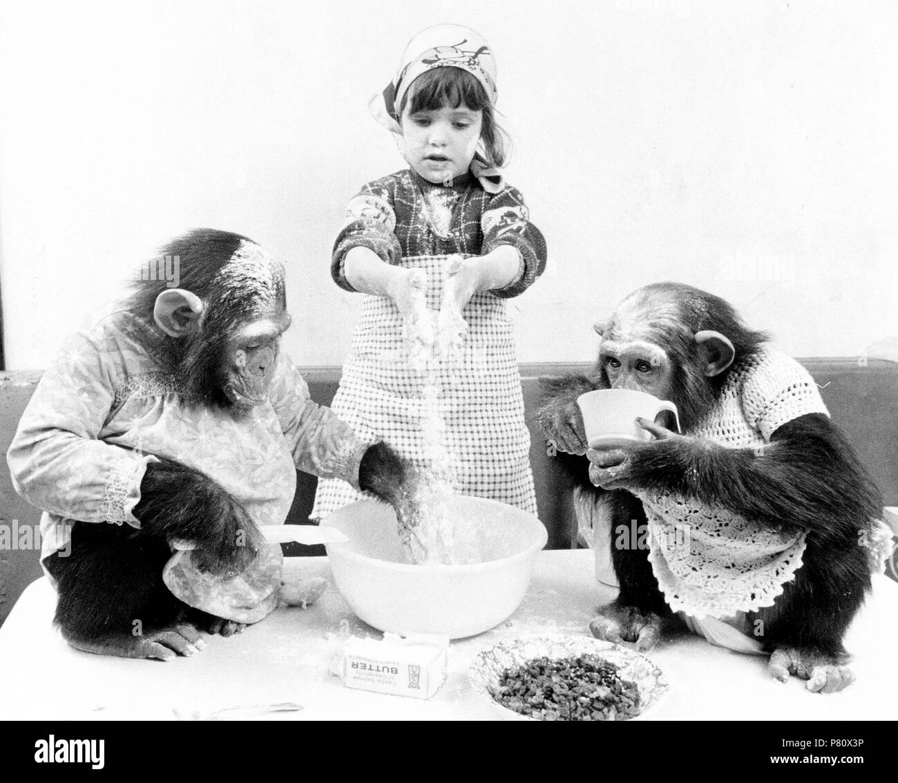 Backen Schimpansen mit Mädchen, England, Großbritannien Stockfoto