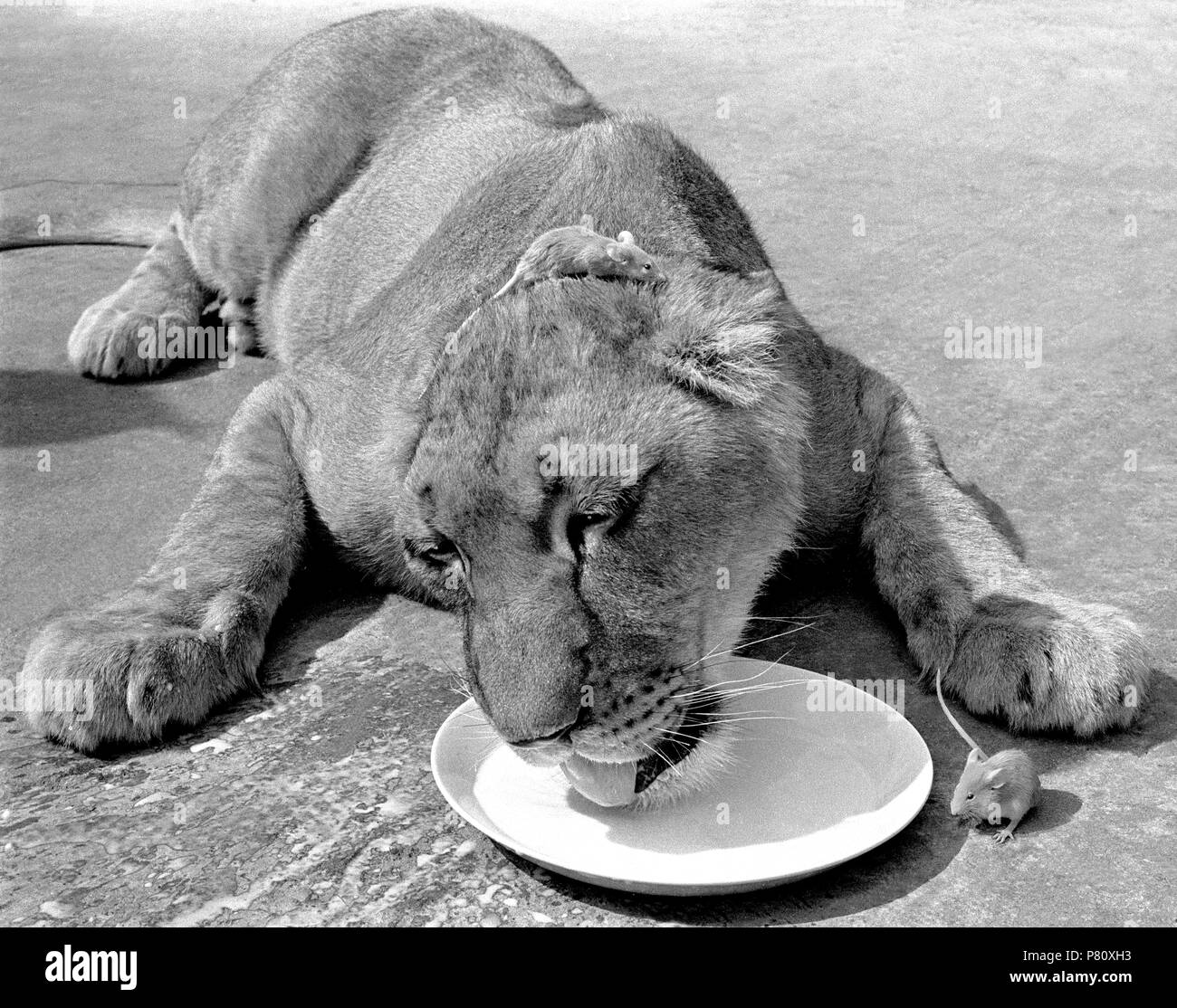 Löwe mit Maus auf seinem Kopf, England, Großbritannien Stockfoto