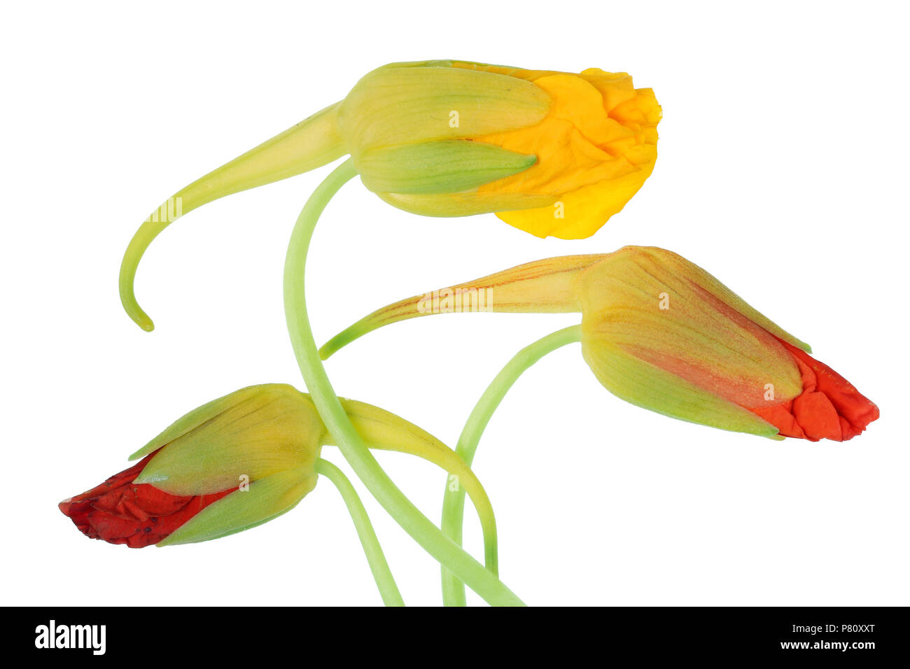 Frische sanfte Rote und gelbe essbare Blüten der Kapuzinerkresse dekorative Gartenpflanze. Auf weissem studio Makroaufnahme isoliert Stockfoto