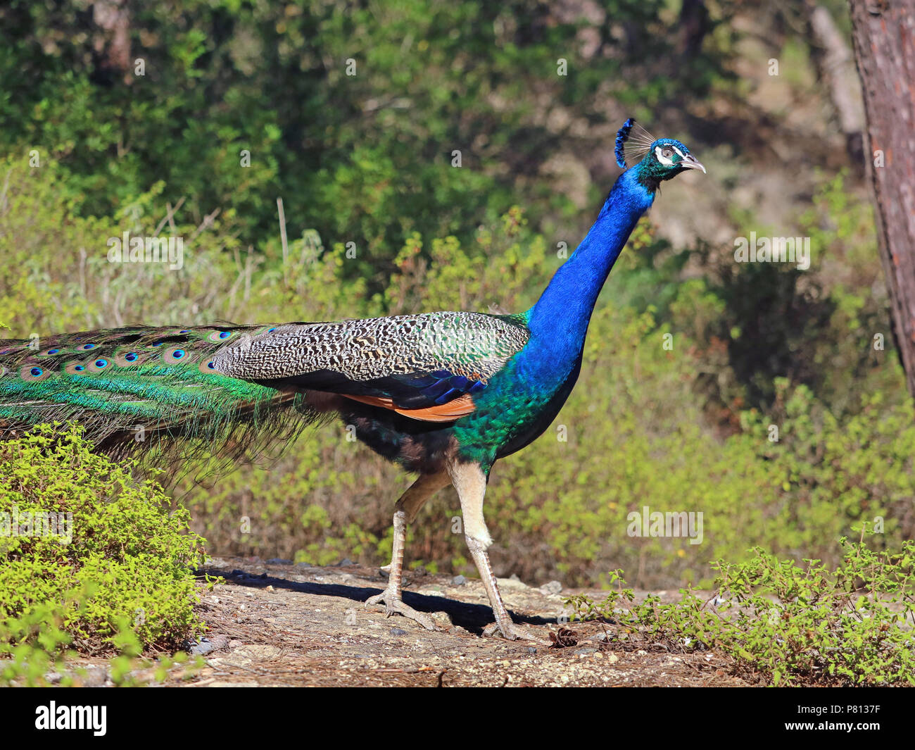 Pfau ist ein Spaziergang durch den Park in Plaka Wald, Kos, Griechenland Stockfoto