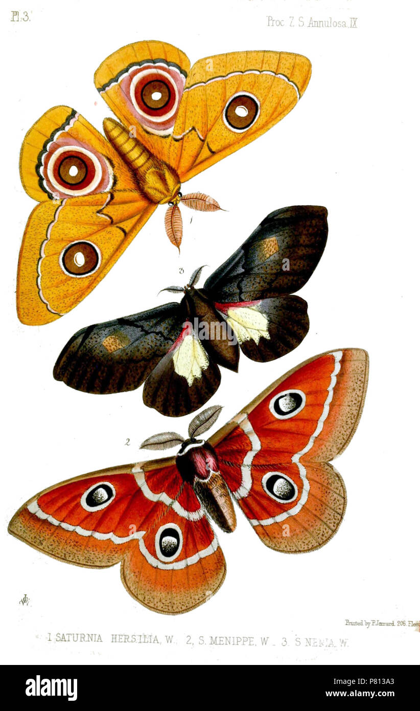 (Top) Saturnia Hersilia W.=Bunaeopsis hersilia (Westwood, 1849), (unten) S [aturnia] Crescentia W.=Melanocera Crescentia (Westwood, 1849), (Mitte) S [aturnia] Nenia W.=Micragone nenia (Westwood, 1849). 1849 (veröffentlicht 1850) 341 Saturnia 2 Westwood Stockfoto