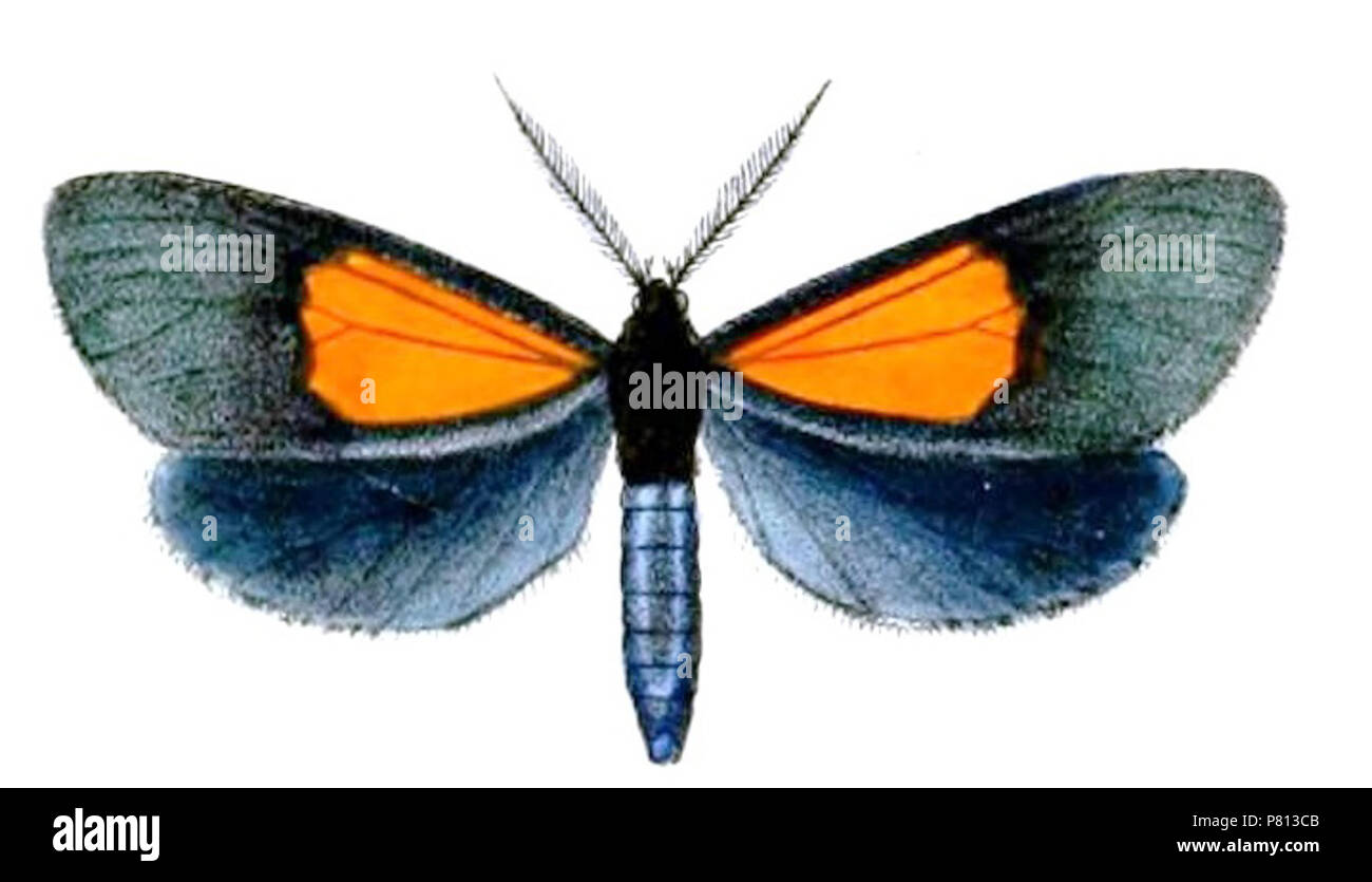 = Scea Thirmida superba superba (Druce, 1890) Englisch: 'Neue lepidoptera Heterocera'. 1890 (veröffentlicht 1891) 341 Scea superba Stockfoto